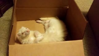 Sleepy Itchy belly Snowball in a box