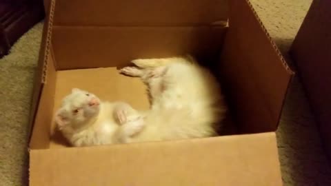 Sleepy Itchy belly Snowball in a box