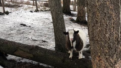 Fainting Goat Is Determined To Succeed