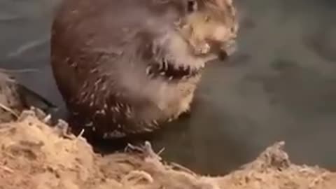 A beaver cleans itself like a human