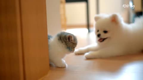 Raising like a Munchkin # kitten and a # Pomeranian puppy