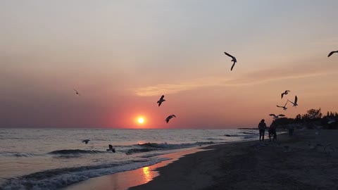 Seagulls Flying and People Walking on the Beach at Sunset | Mr. Akash
