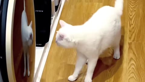 Crazy Funniest cat