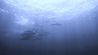 Pod of false killer whales thrill scuba divers