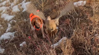 Pheasant Hunting Highlights from last week.