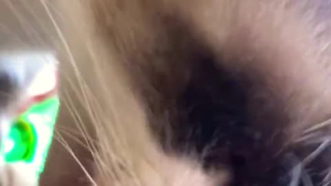 Meu filho é muito gato #viral #feed #funny #pets #cute #cats #reels