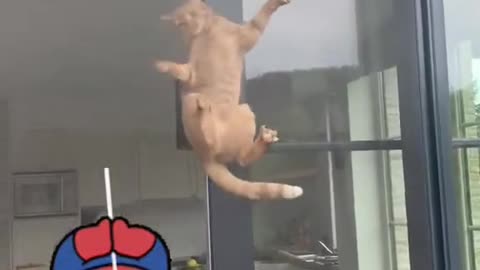 The amazing spider cat