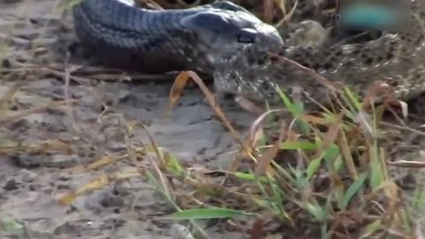 indigo snake vs rattlesnake battle to the death