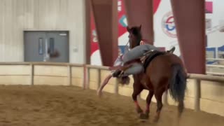 Belle’s Strong Progress as a Professional Trick Horse
