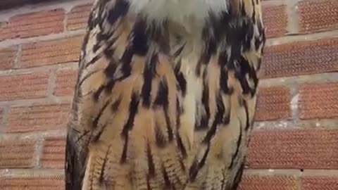 European eagle owl talking to owner !!