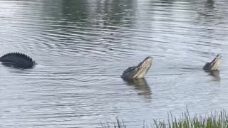 Large Alligators Spotted Near Homes in Sarasota, FL