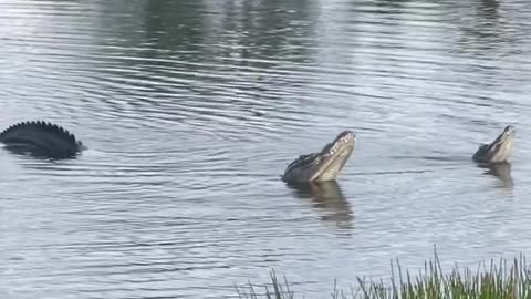 Large Alligators Spotted Near Homes in Sarasota, FL