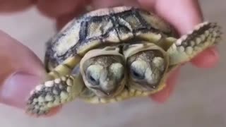 Two turtles in one