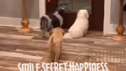 funny dogs smile.secret.happiness