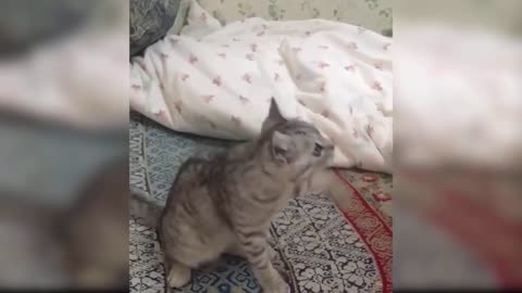 Best Funny Cat Videos: The Cutest Cat Videos