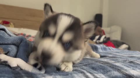 Best Bowtie Pomsky Love - Can you see Pepsi Pomsky Magical Pomsky Blue Eyes!