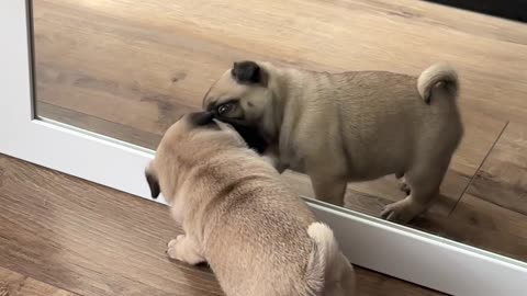 Puppy Plays With His Reflection