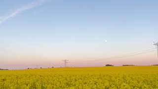 Canola Field