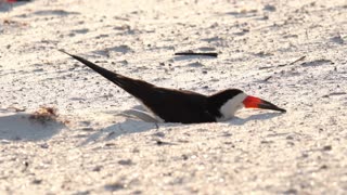 Black Skimmers Nesting on a Windy Night.