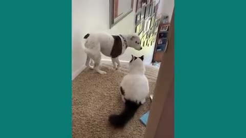 🐱 Hilarious Cats Bullying Innocent Dogs 🐶