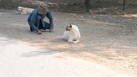 Prank with dog