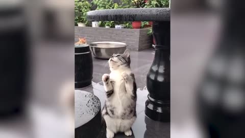 Cute Cats Doing Funny Things