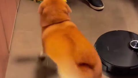 cute dancing dog