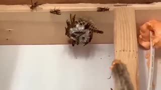 Spraying wasps nest with foam 😂