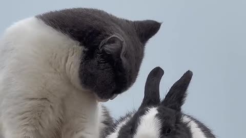 CUTE cat and Rabbit friendship