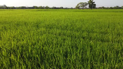 The CHAOTIC traffic of Bangkok to the Serene Rice Fields of a farming community