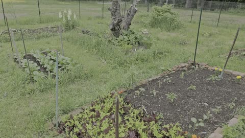 Styxhexenhammer Garden Update 5-31-24