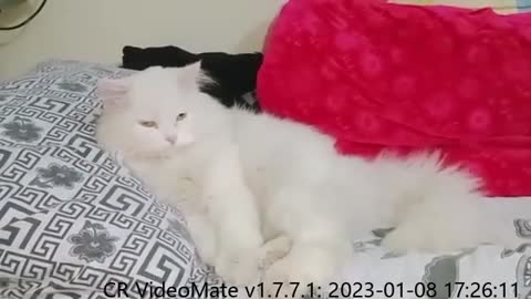 white persian cat #catvideooftheday #lovecats #funnycat #playingcats #purr #cat #funnycatvideo #love