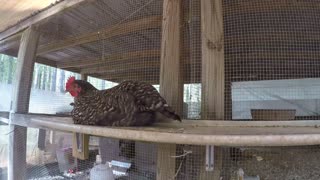 UP CLOSE: A Chicken Lays An Egg