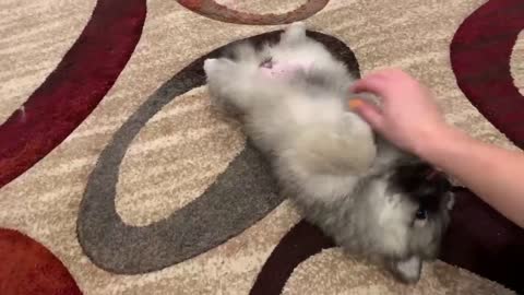 Best Bowtie Pomsky Love - Ivy and Maze Getting Some Love