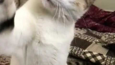 Amazing Cat Playing