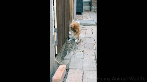 Funniest Animals 2023 ?? Funny Cats and Dogs ???? | Funny Animal Videos 2023# 38
