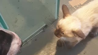 Siamese kitten plays