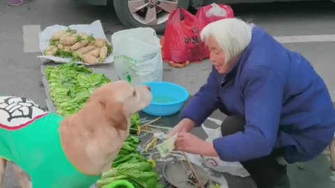 "Smart Dog Outsmarts Shop Owner: Buying Vegetables Like a Pro!"?