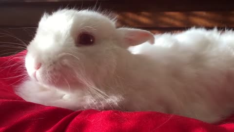 Cute baby bunny 🐰😍