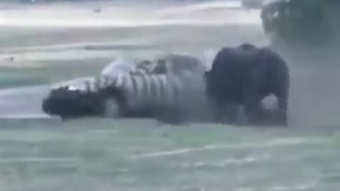 hippopotamus attacks car until it destroys it