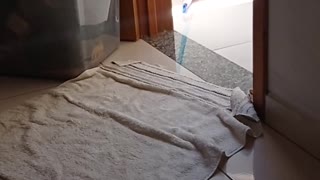 Polite Pup Has Excellent Bathroom Hygiene