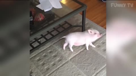 Funny and Cute Tiny Pigs