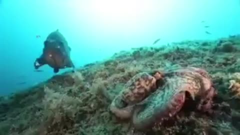 when the grouper attacks the octopus