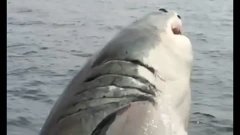 Great White Shark Breaches Like A Speed Rocket