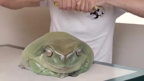 Giant Frog