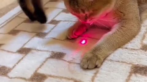 Good toy#cat #catsoftiktok #cats #kitty #kittycat #FomotionalFinds #kittycat #kitten #fyp #foryou