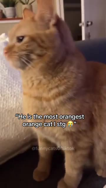 orange cat #daily #dailyanimals #funnycats