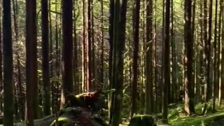 Relaxing Nature Sounds #nature #relaxing #forest