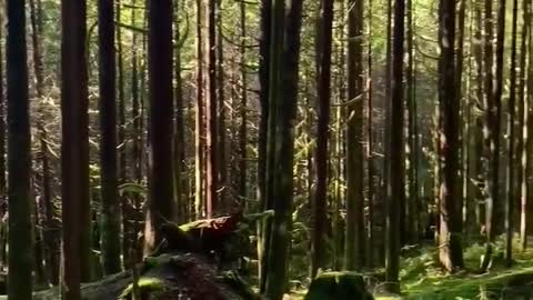 Relaxing Nature Sounds #nature #relaxing #forest