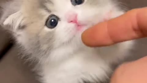 Such a cute little kitten!